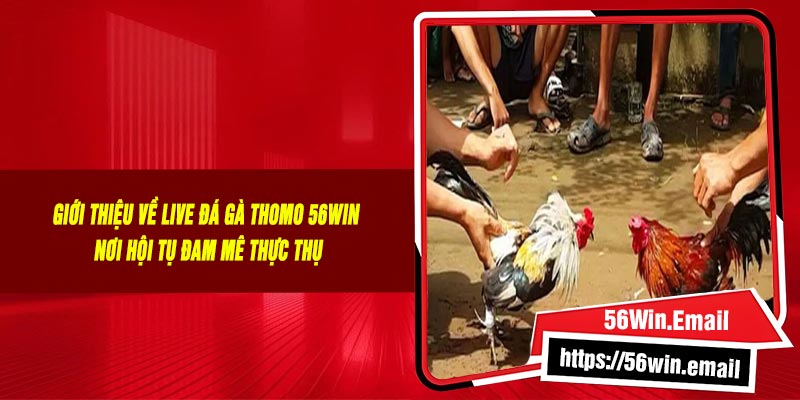Giới Thiệu Về Live Đá Gà Thomo 56Win – Nơi Hội Tụ Đam Mê Thực Thụ