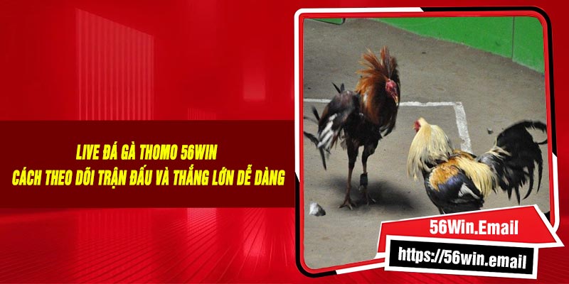 Live Đá Gà Thomo 56Win - Cách Theo Dõi Trận Đấu Và Thắng Lớn Dễ Dàng